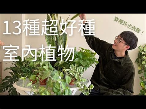 好養植物|9 種室內植物推薦＆植物照顧教學 